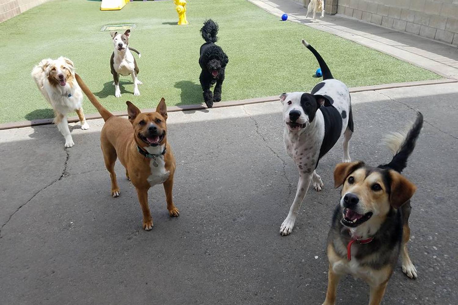 Fur & Feathers Pet Resort @ Mill Creek 4