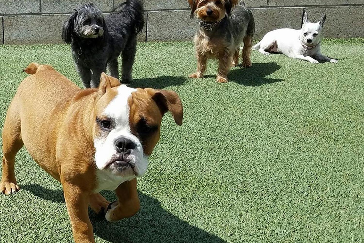 Fur & Feathers Pet Resort @ Mill Creek 1