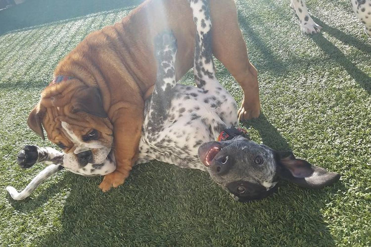 Fur & Feathers Pet Resort @ Mill Creek 0