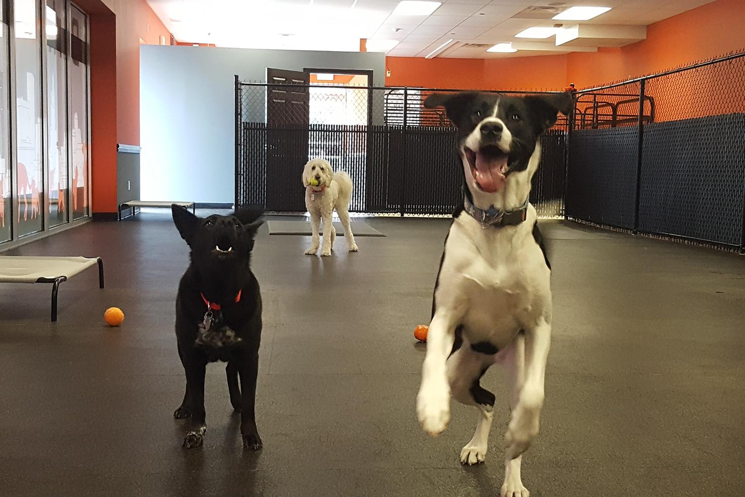 Bark Republic 5