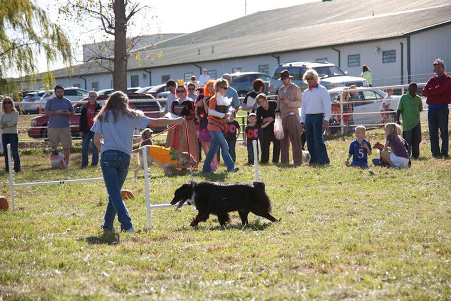 The Pet Ranch Boarding Kennel 4
