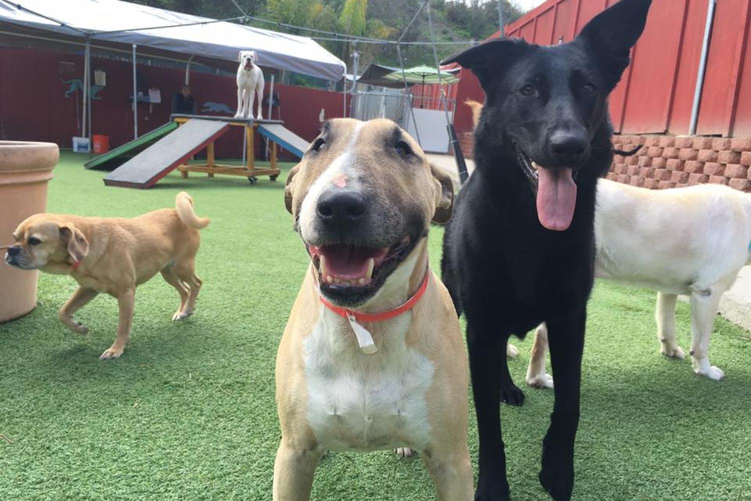 Oceanside Pet Hotel 3