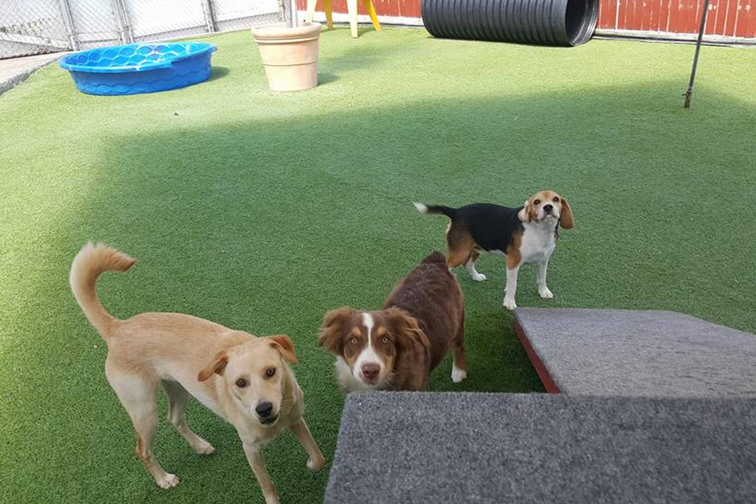 Oceanside Pet Hotel 4