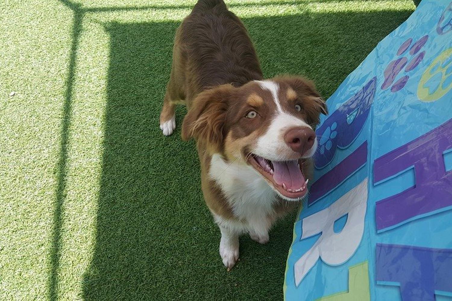 Oceanside Pet Hotel 2