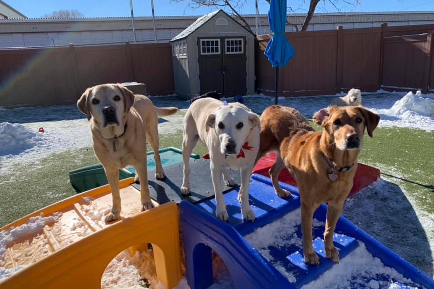 Tails Up Pet Hotel & Daycare 3