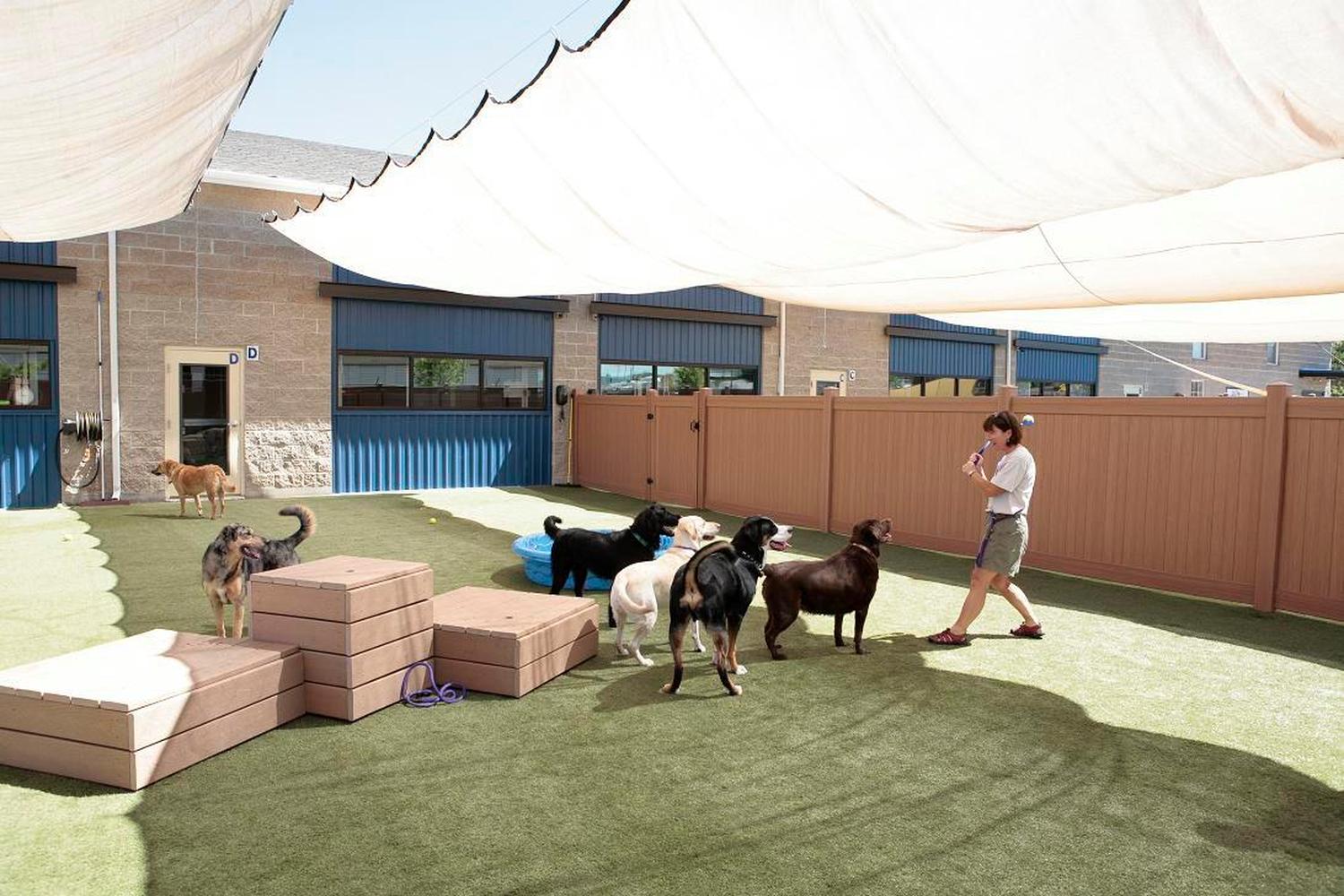 Tails Up Pet Hotel & Daycare 4