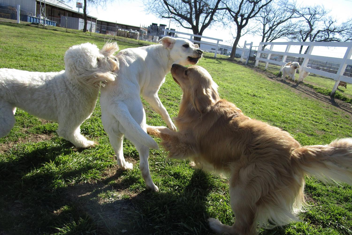 Woodland Park Pet Resort 1