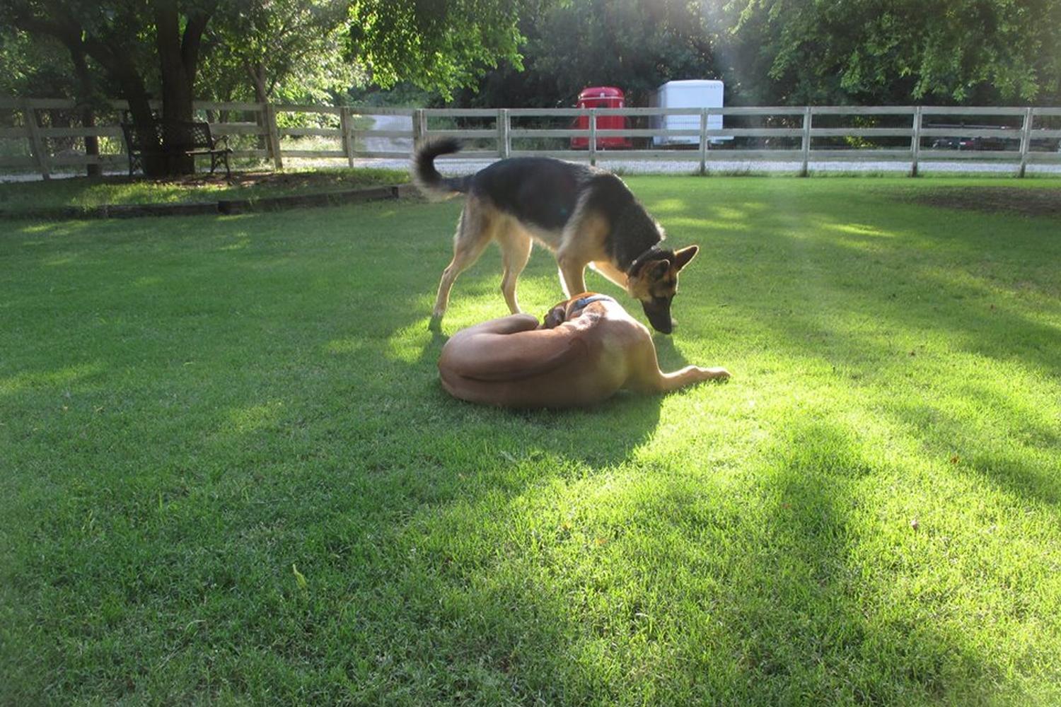 Woodland Park Pet Resort 6