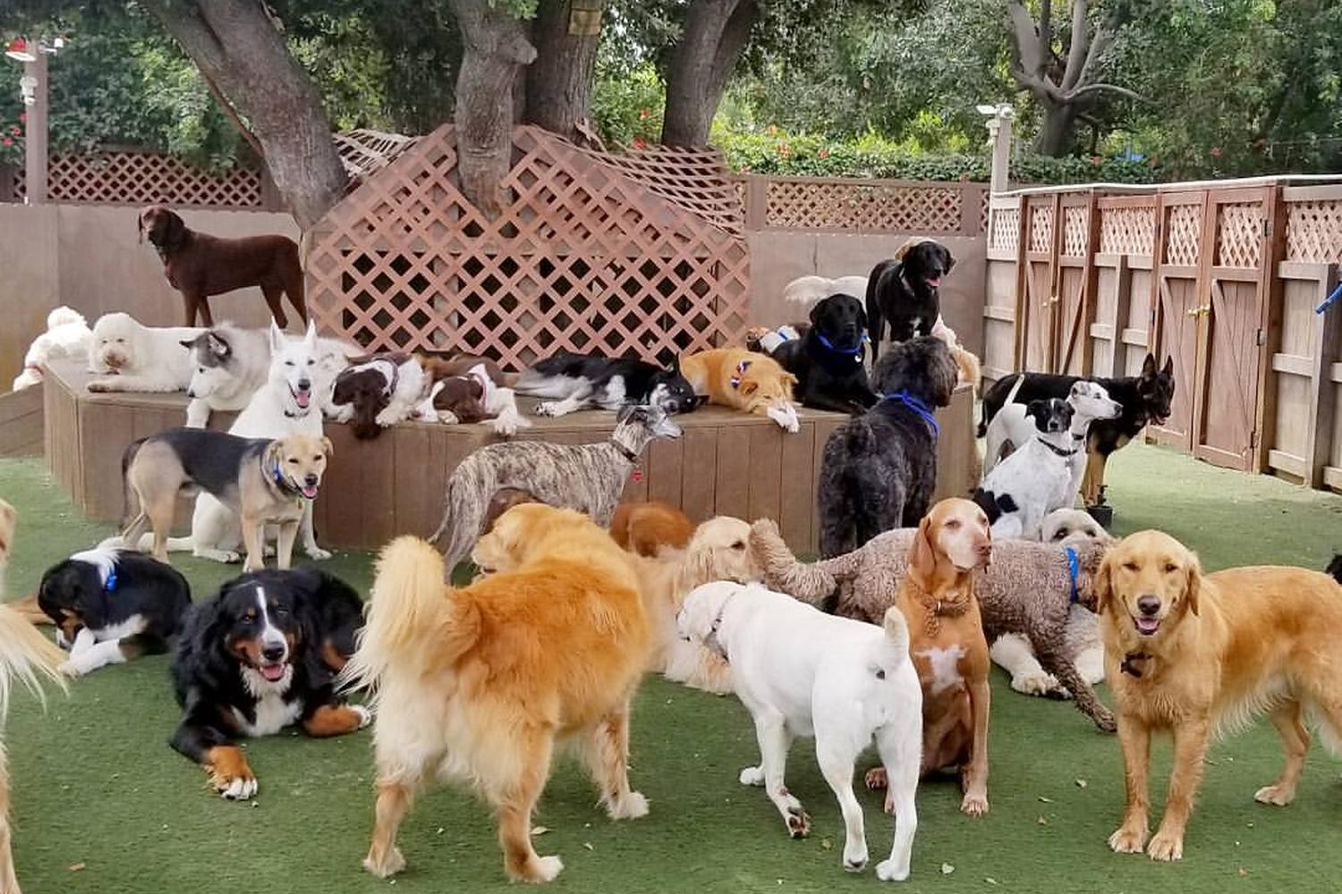 The Bone Adventure Backyard 2