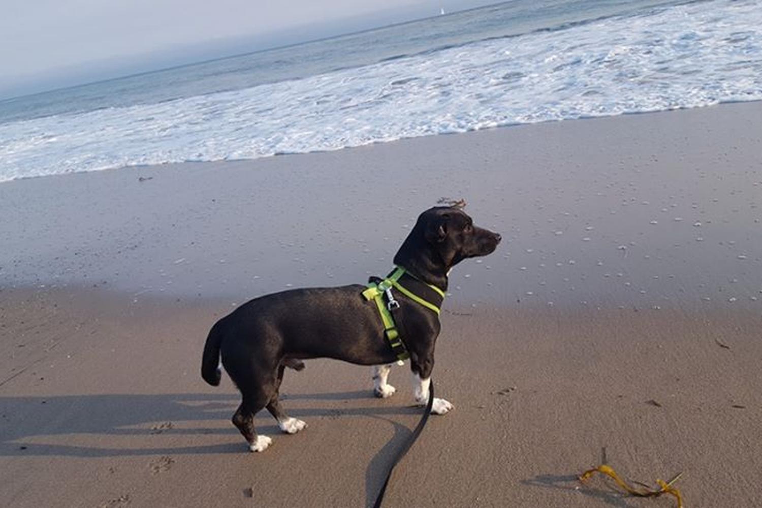 Seabright Beach 4