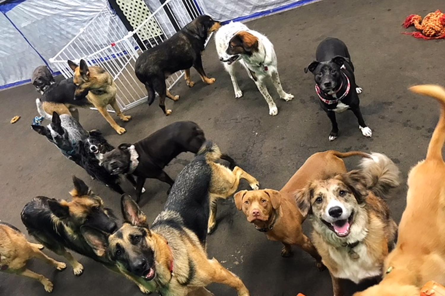 PupVille Doggy Daycare 0