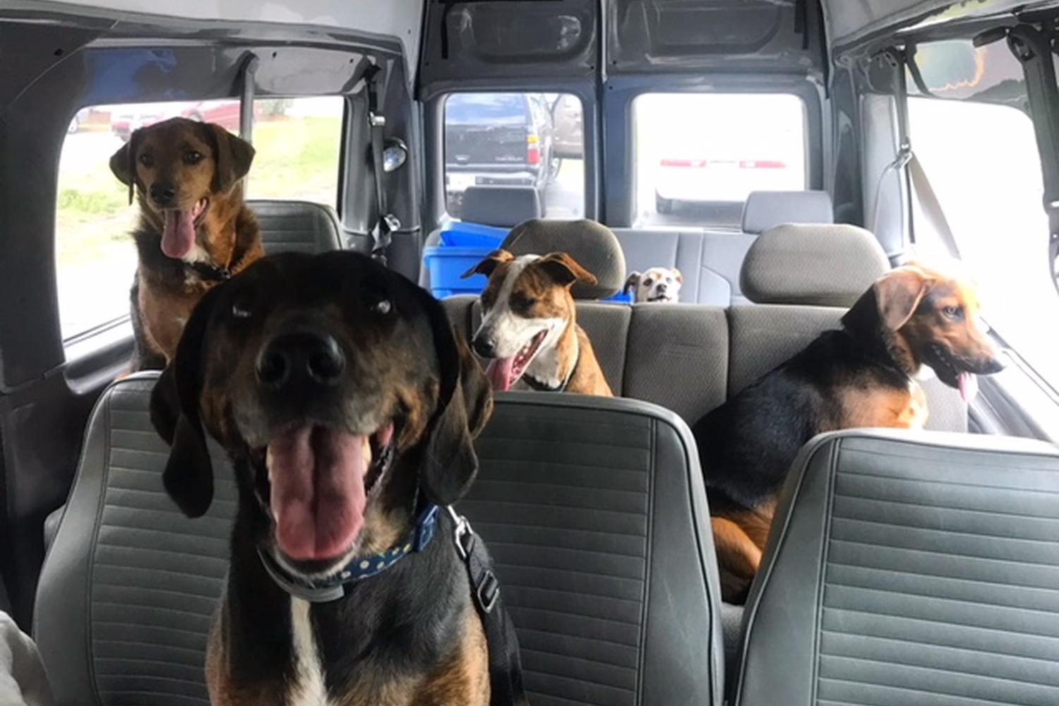 PupVille Doggy Daycare 3