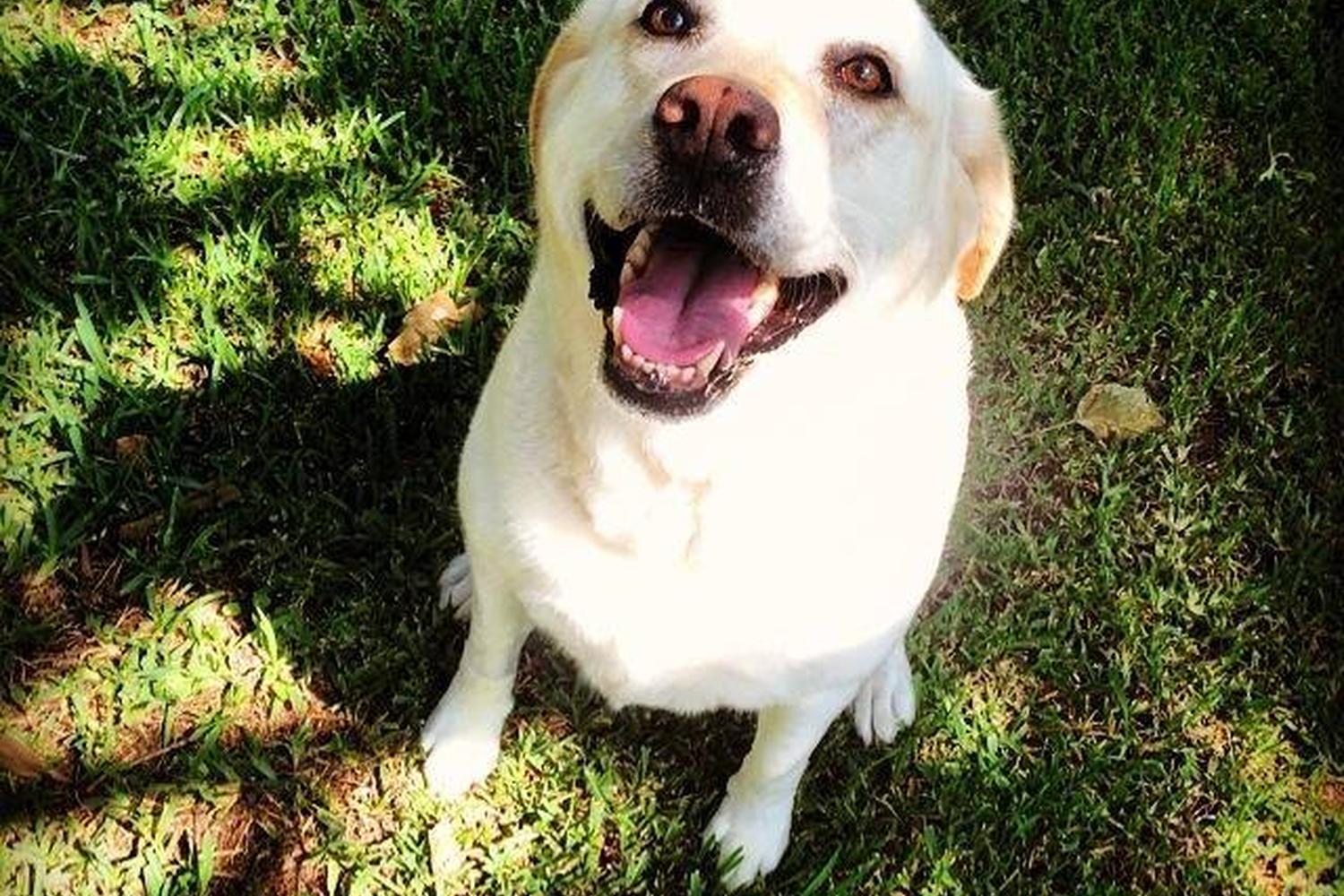 The New Stono River Kennel 0