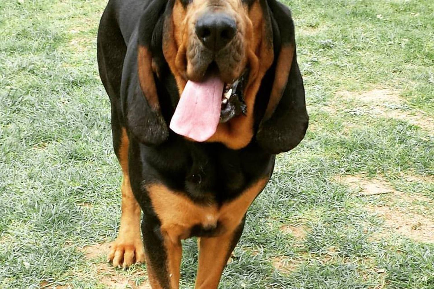 Regal Pet Resort 1