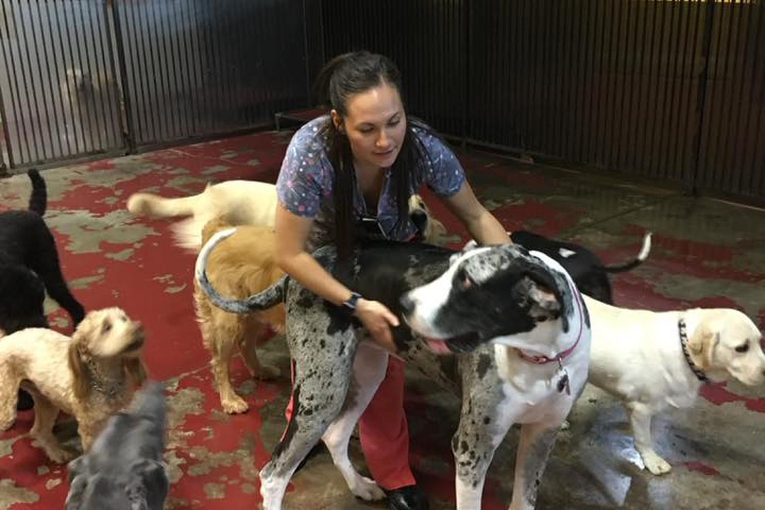 Las Vegas Dog Resort 5