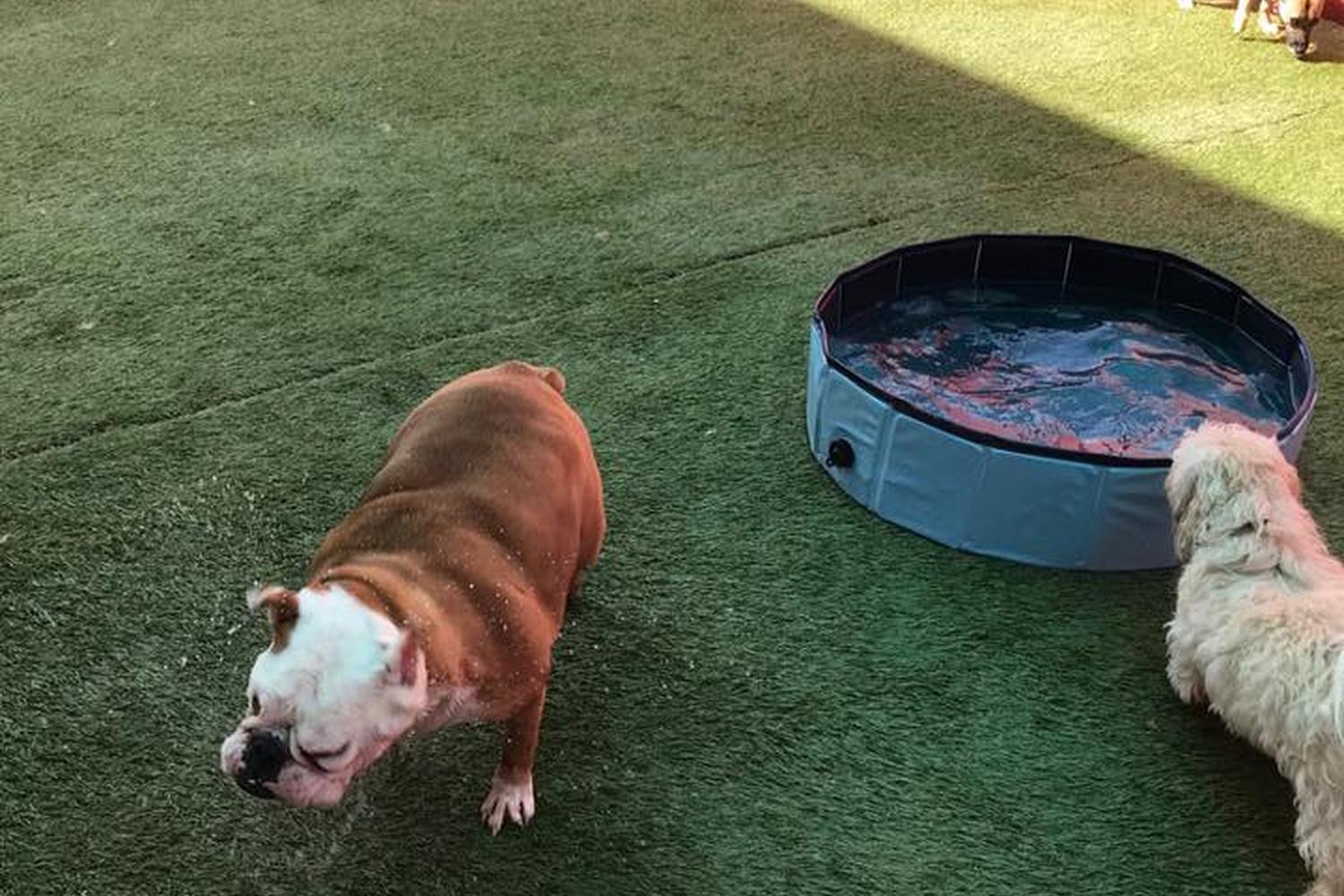 Las Vegas Dog Resort 1