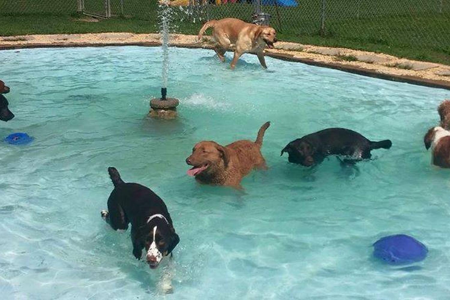 Halo House Animal Resort 2