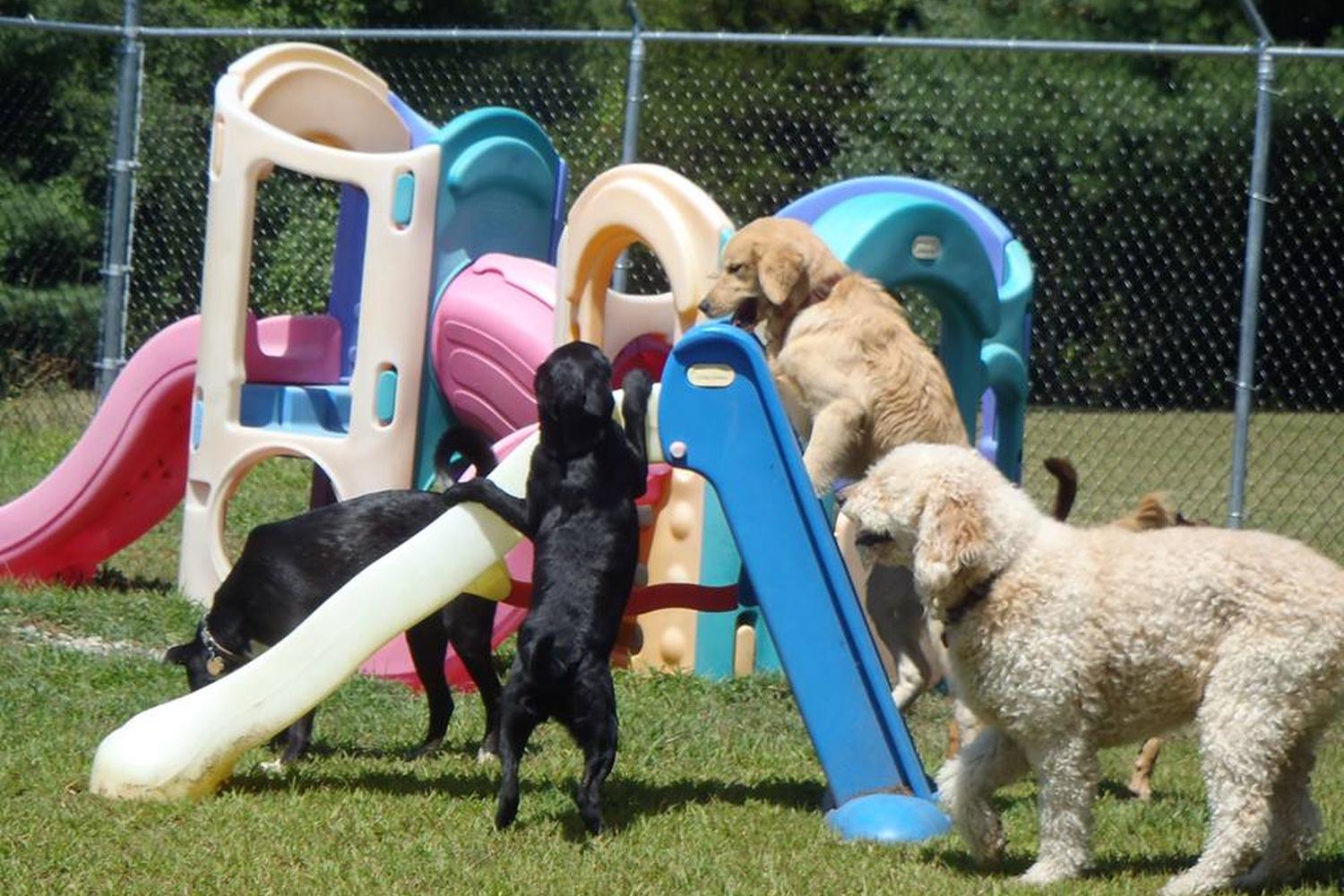 Norwichtown Pet Resort & Spa 3