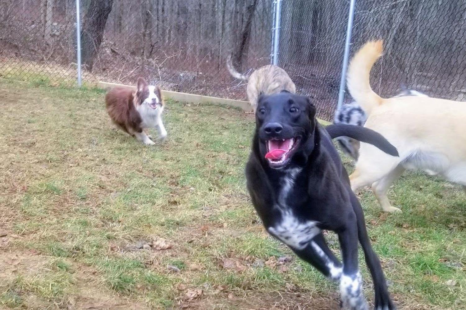 Norwichtown Pet Resort & Spa 2