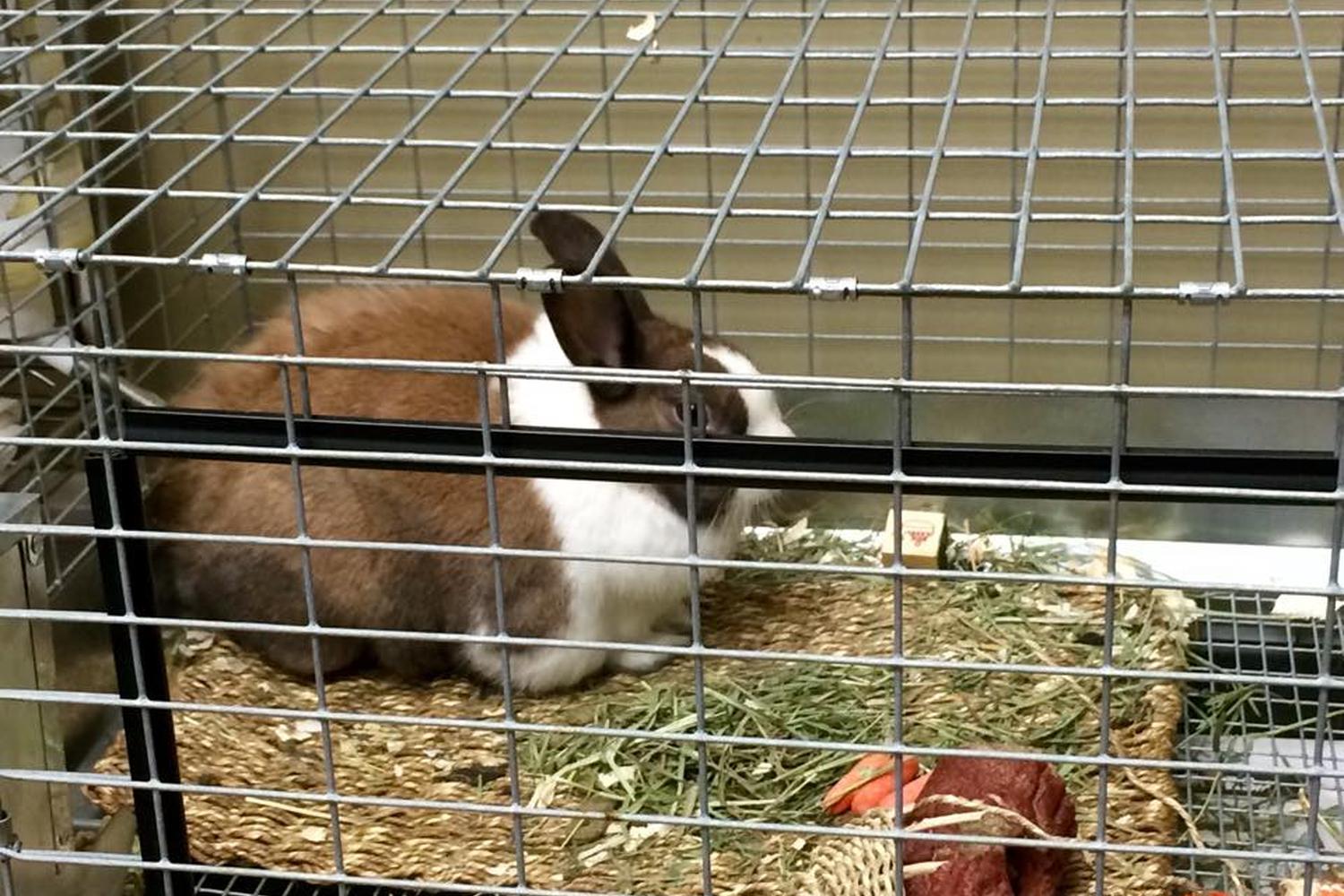 Cape Cod Pet Resort 4