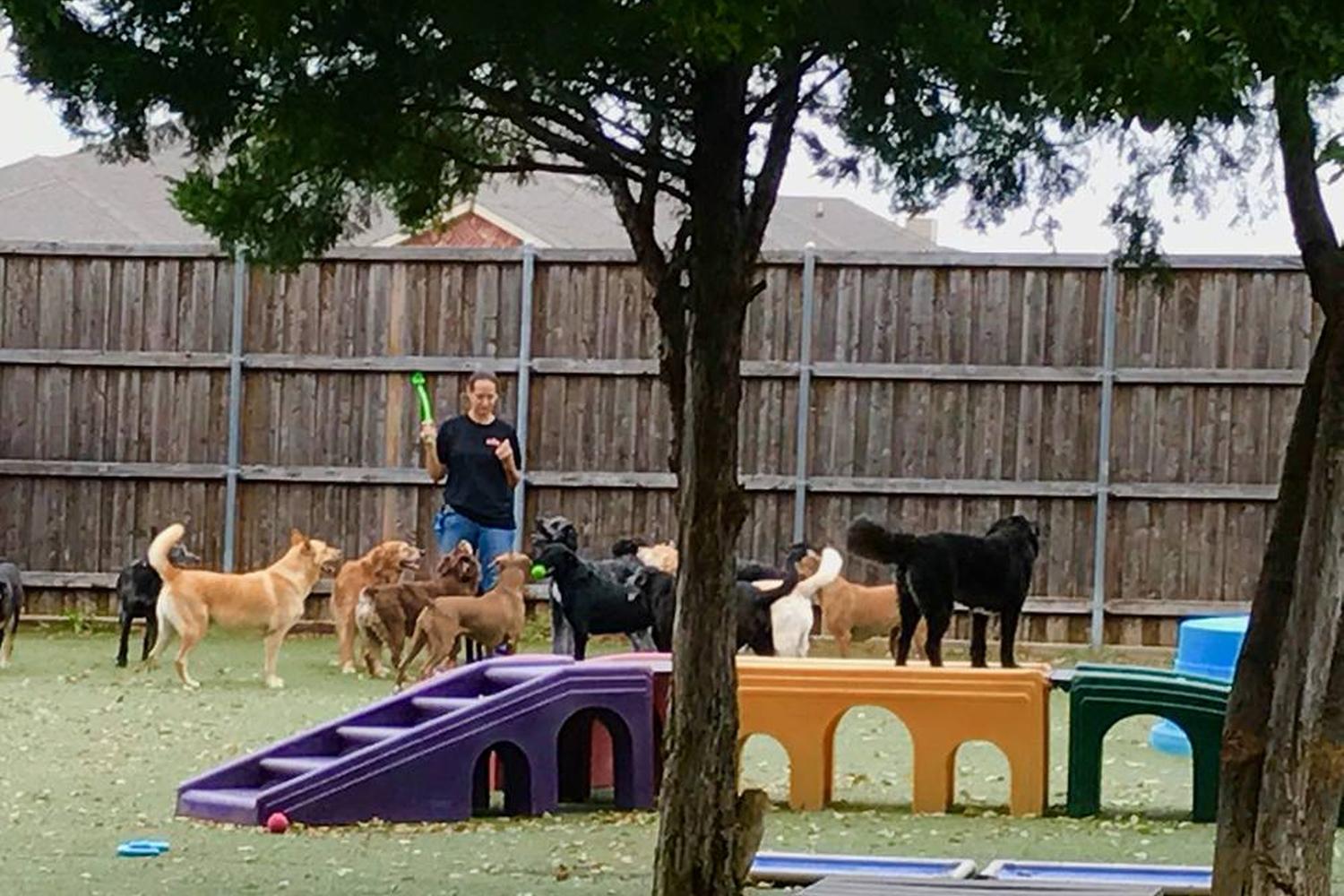 Bark Hotel For Dogs 1
