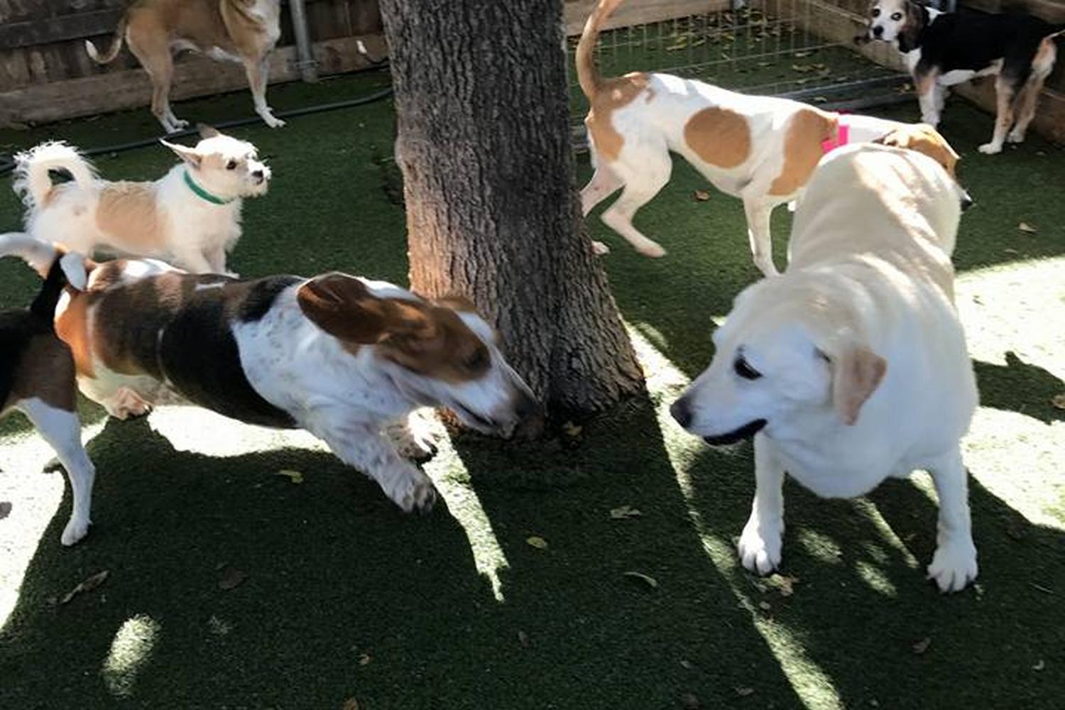 Bark Hotel For Dogs 2