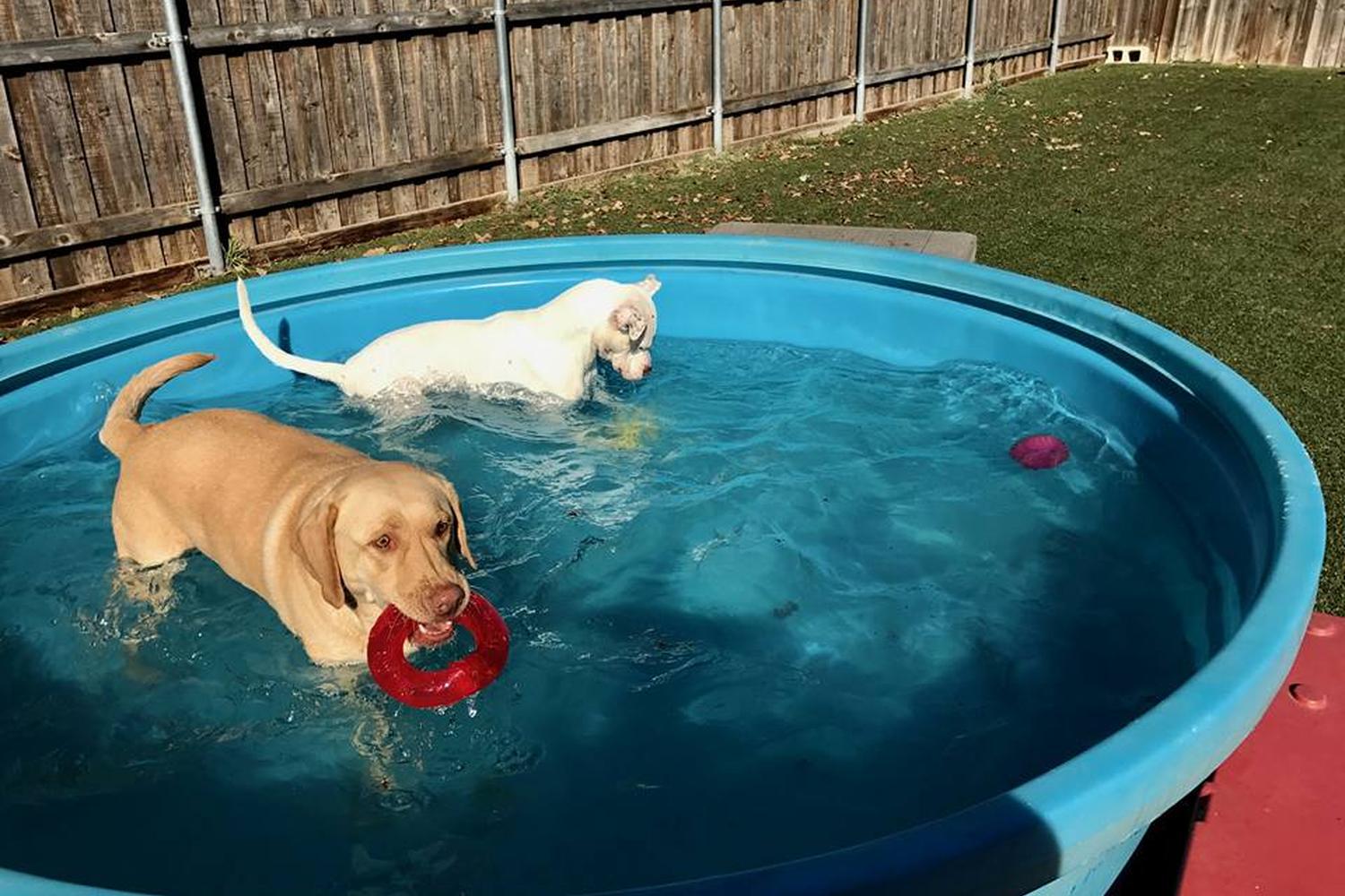 Bark Hotel For Dogs 3