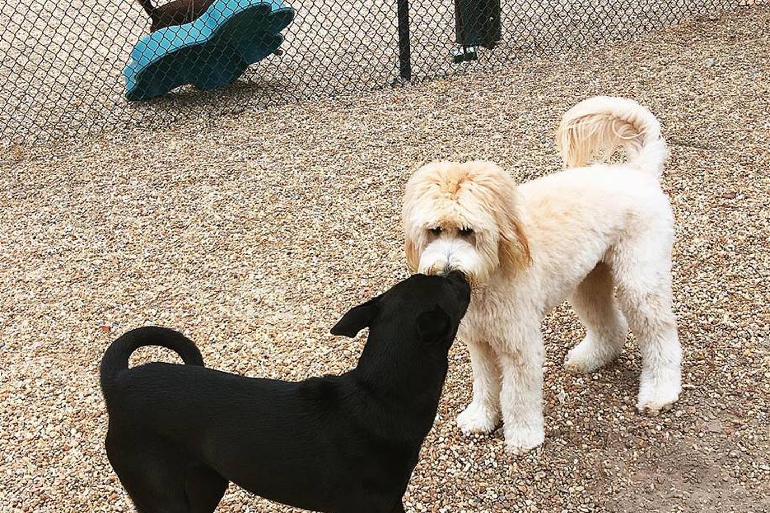 Evergreen Pet Lodge 1