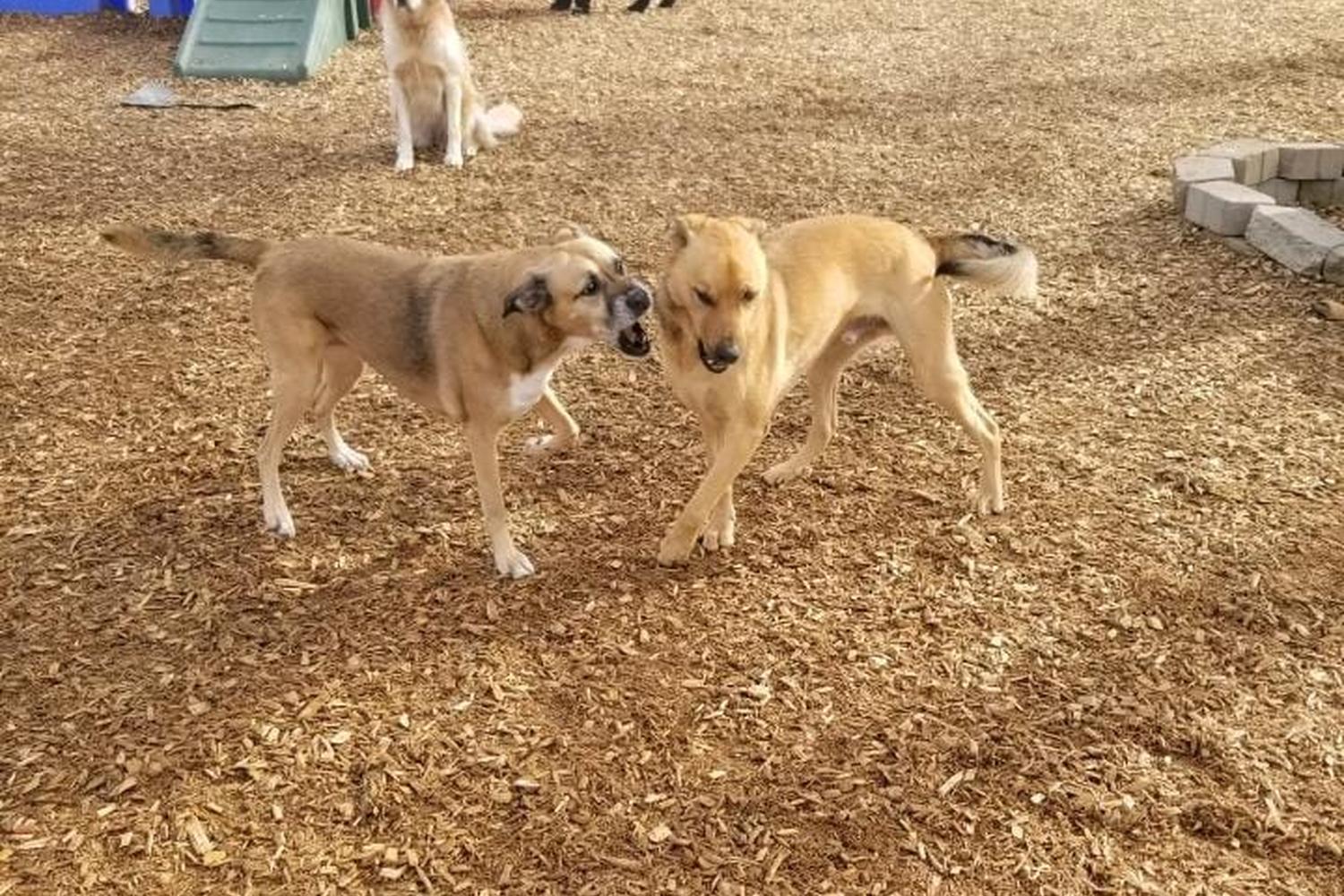 John Gagnon's Pet Resort 4