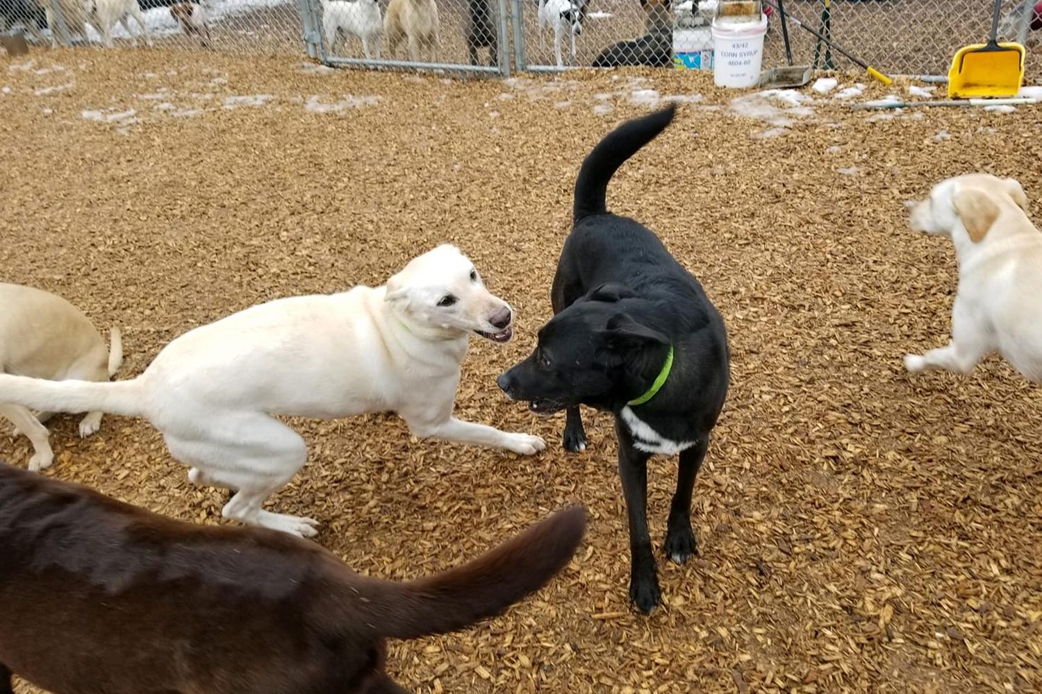 John Gagnon's Pet Resort 3