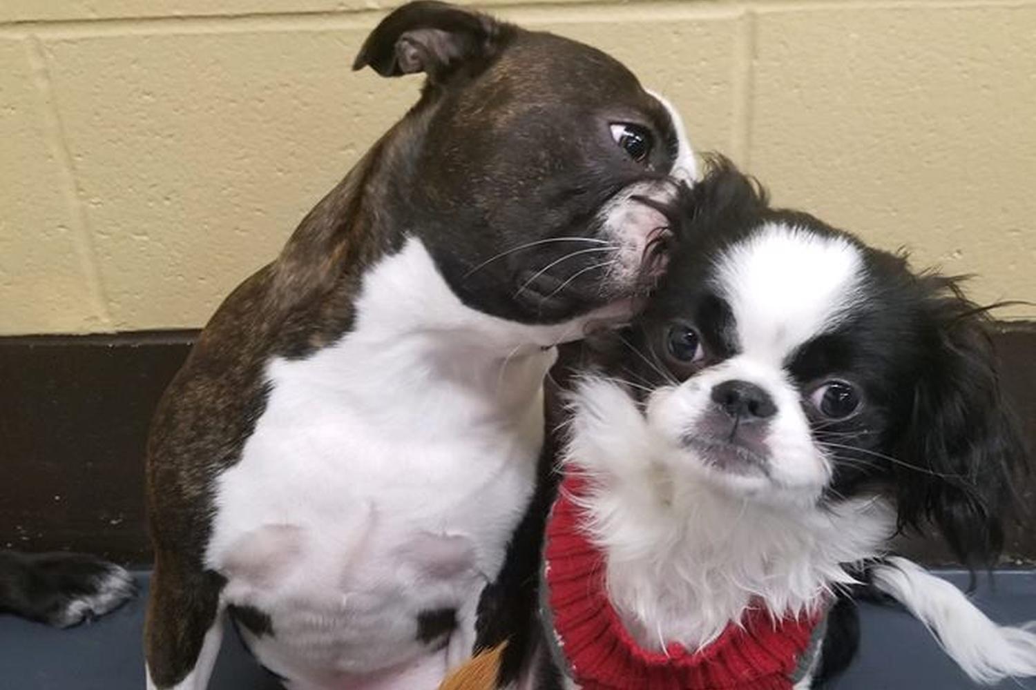 John Gagnon's Pet Resort 5