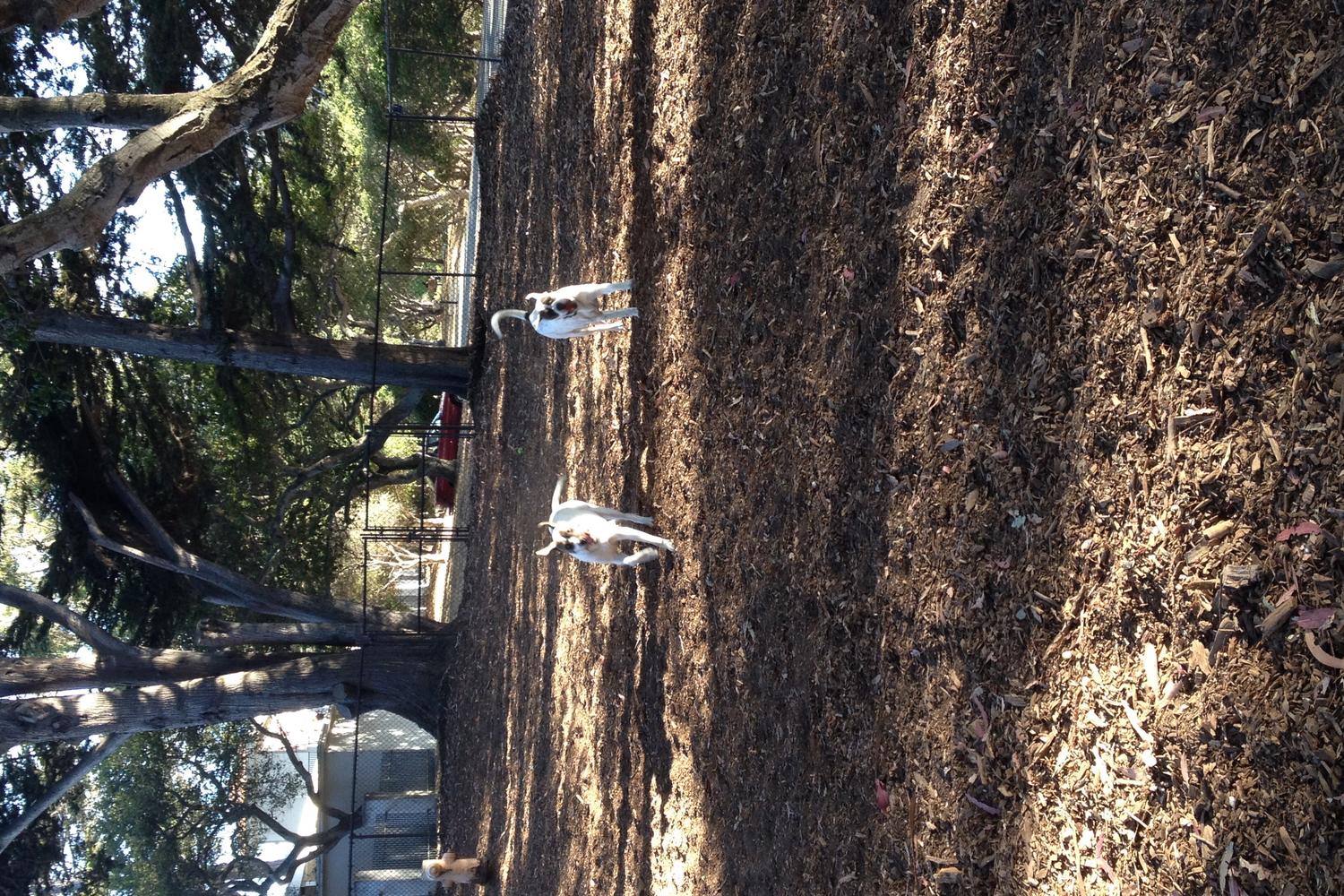 El Estero Dog Park 3