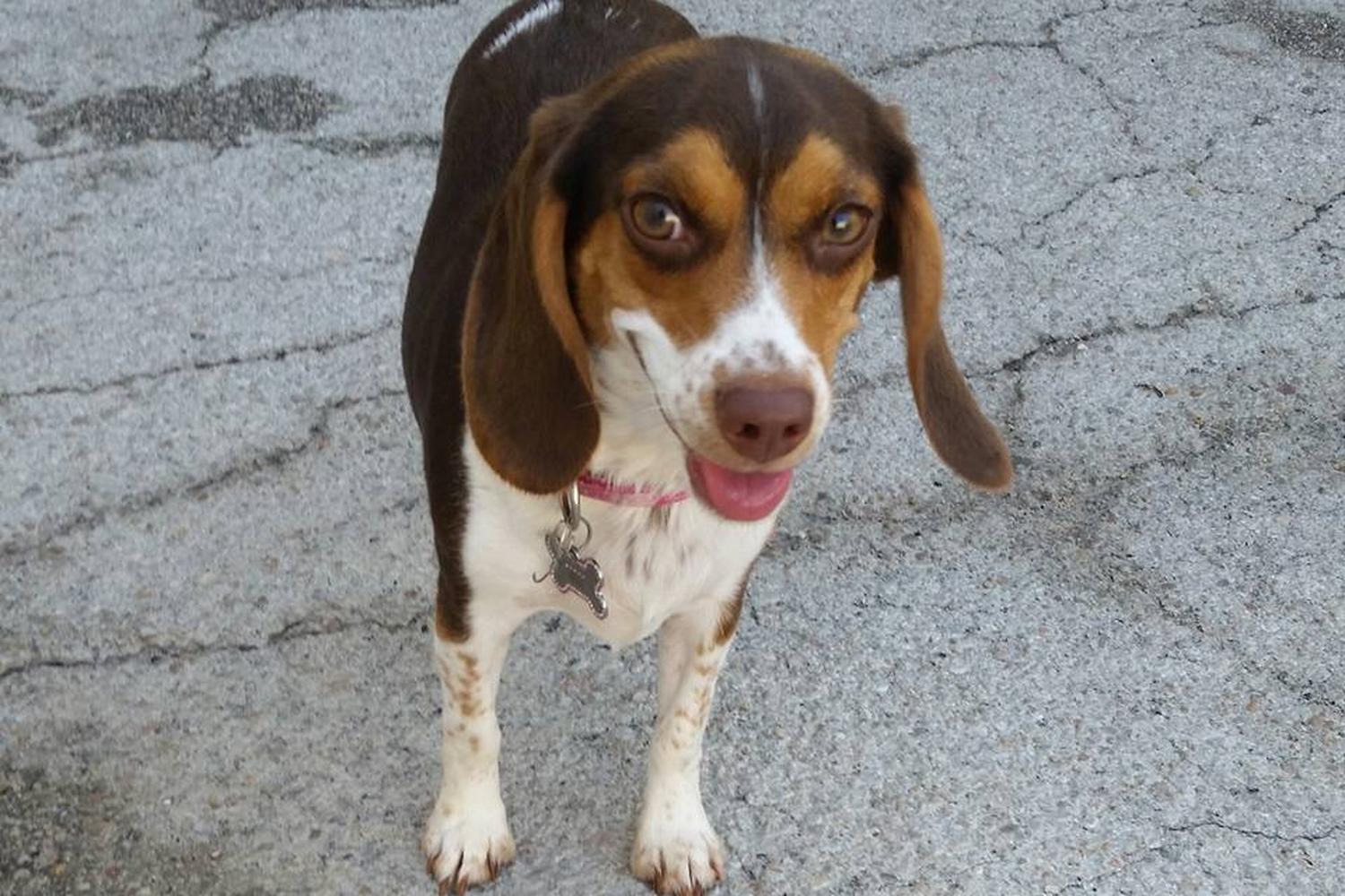 Waggin' Tailz Ranch 5