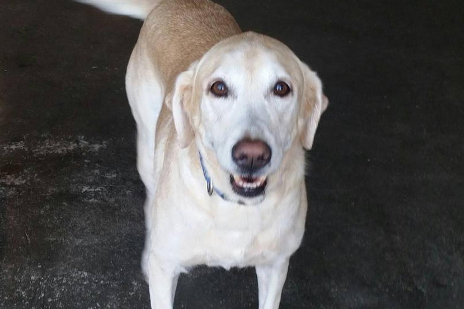 Waggin' Tailz Ranch 3