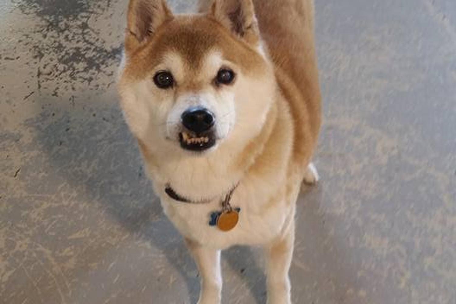 Waggin' Tailz Ranch 4