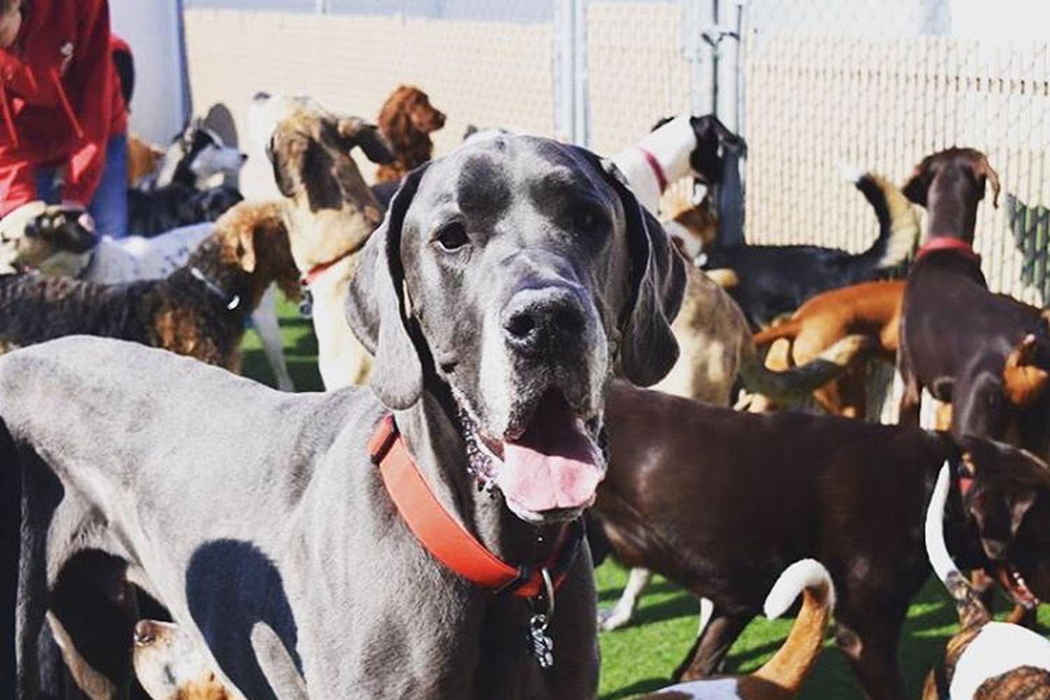 Camp Bow Wow Boise 3