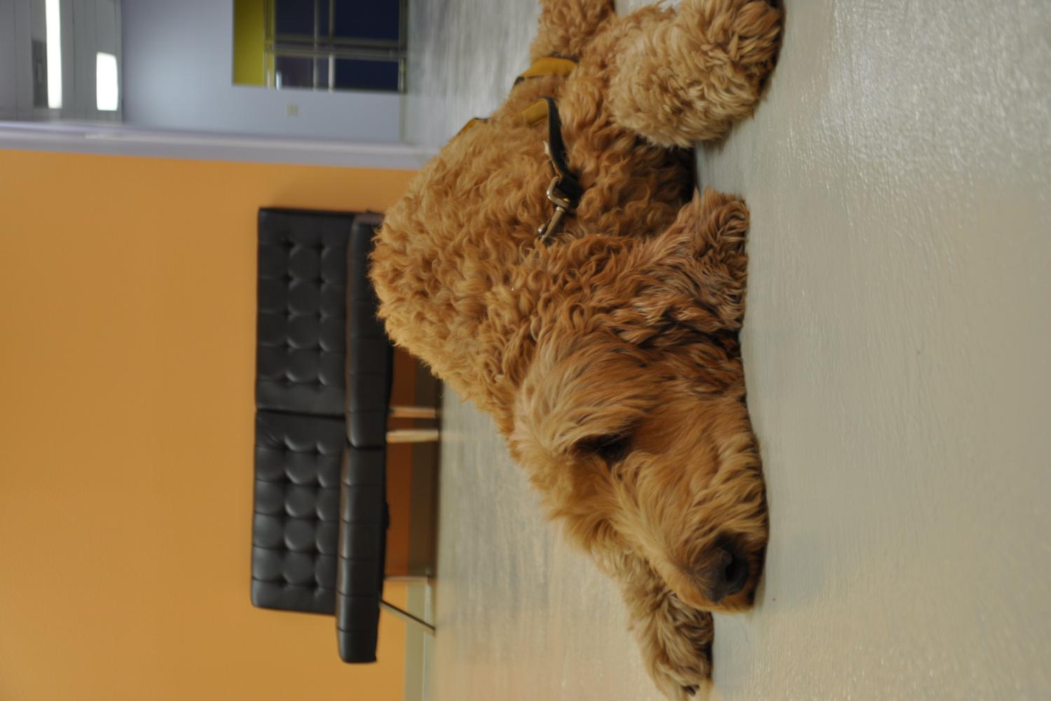 The Pets Inn 3