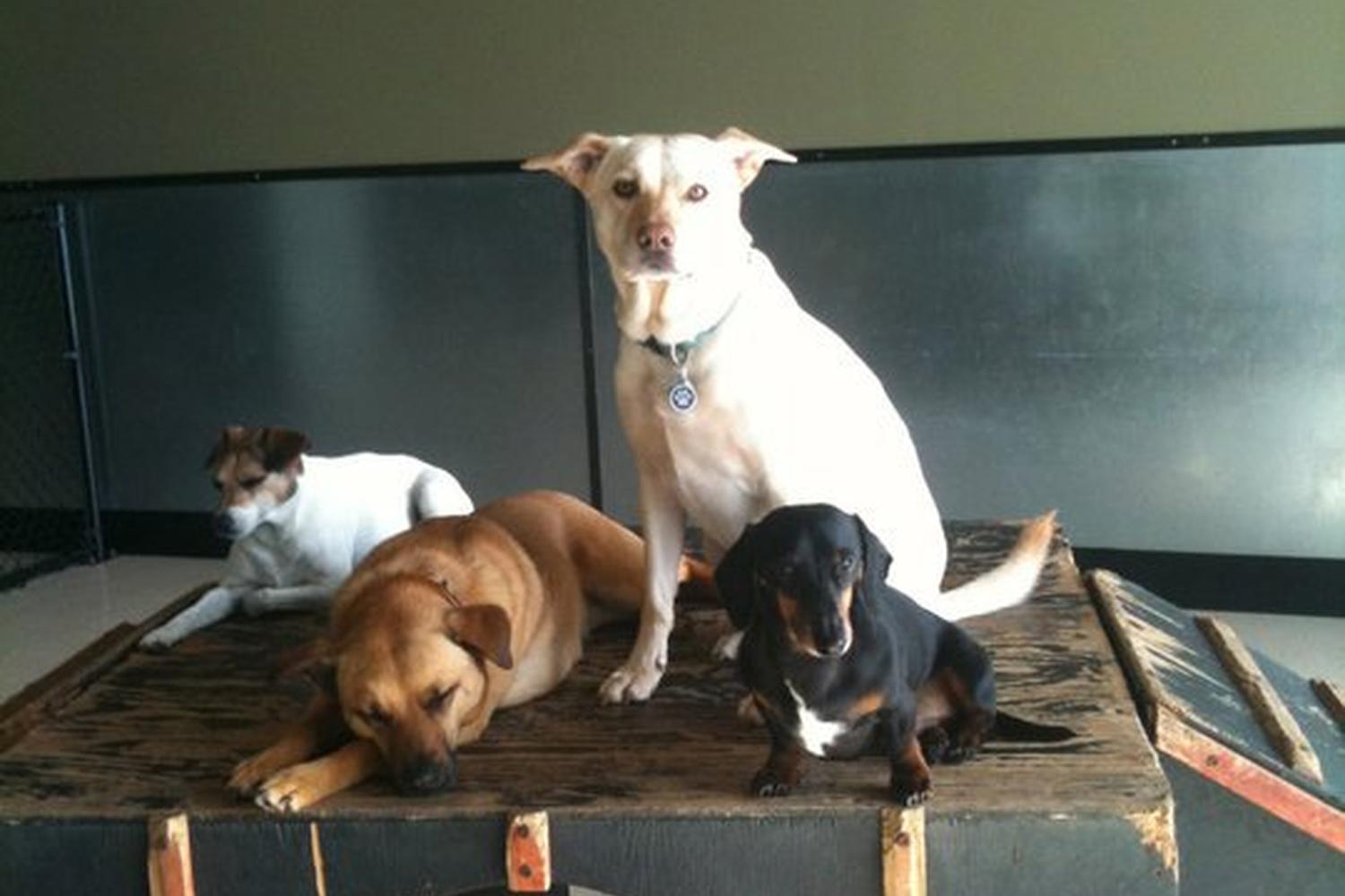 The Dog House 2