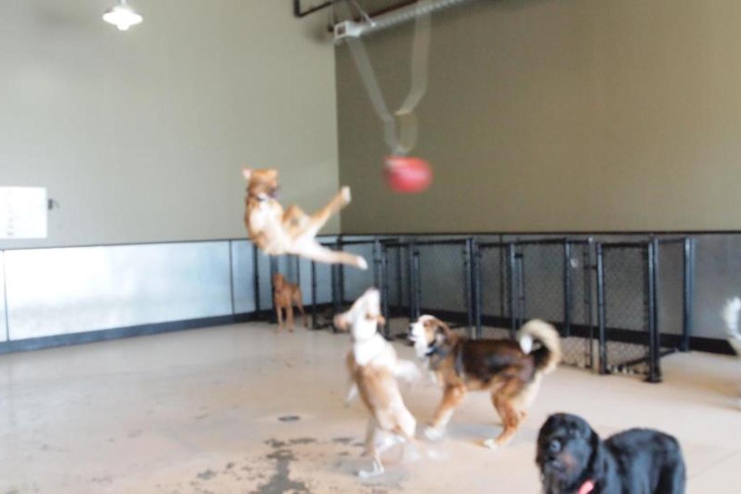 The Dog House 4
