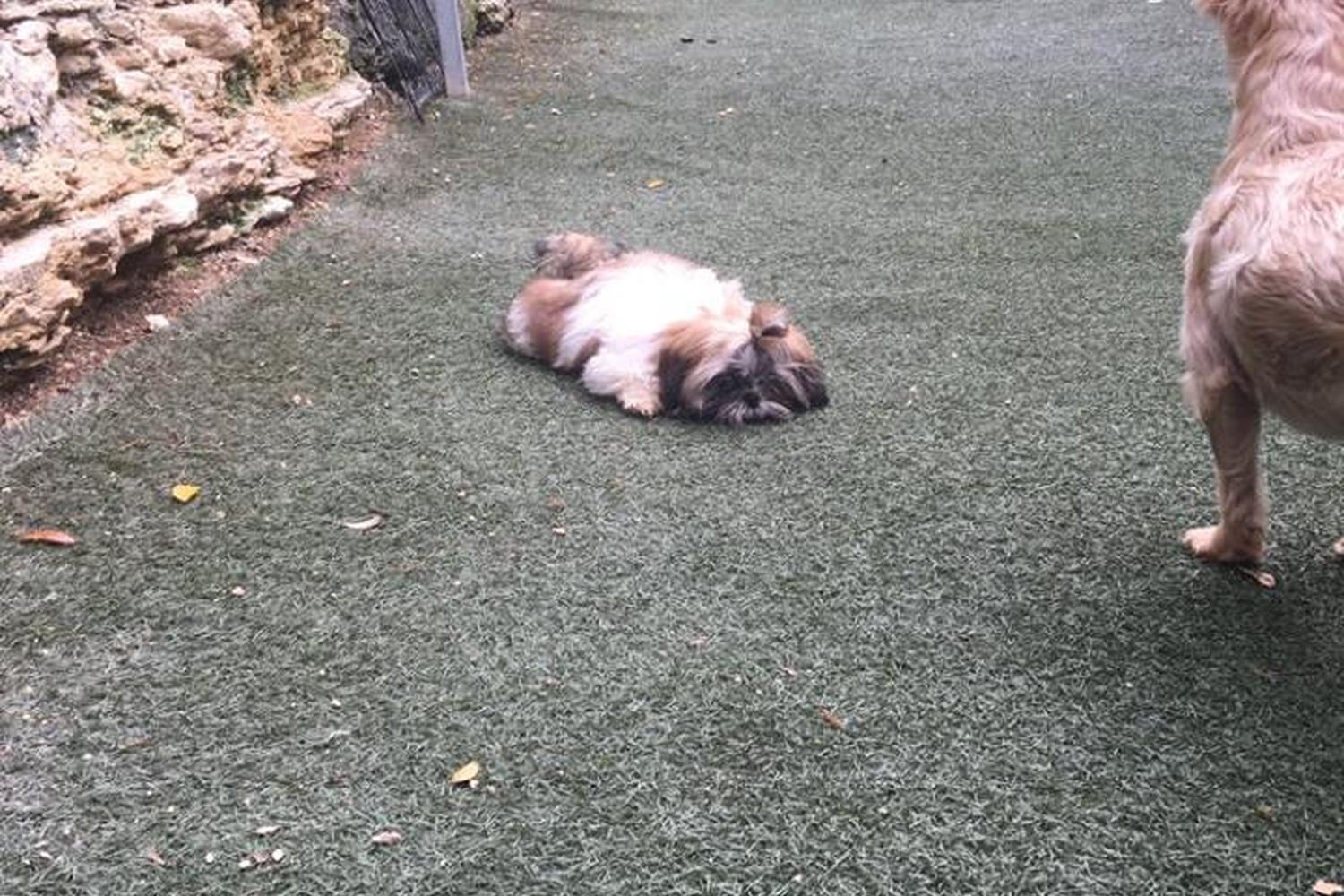 Bed and Biscuit Doggie Daycare and Boarding 2