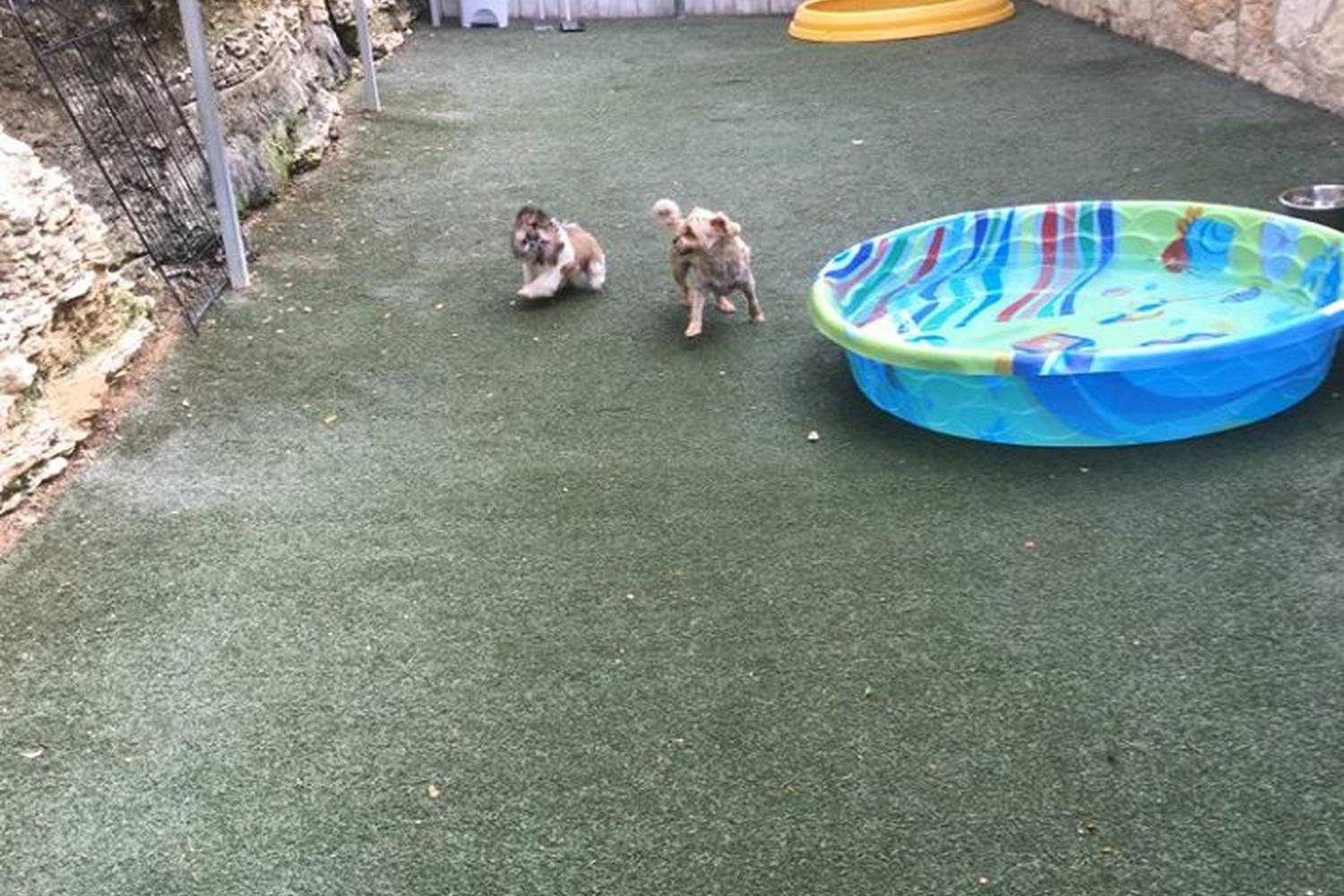 Bed and Biscuit Doggie Daycare and Boarding 1