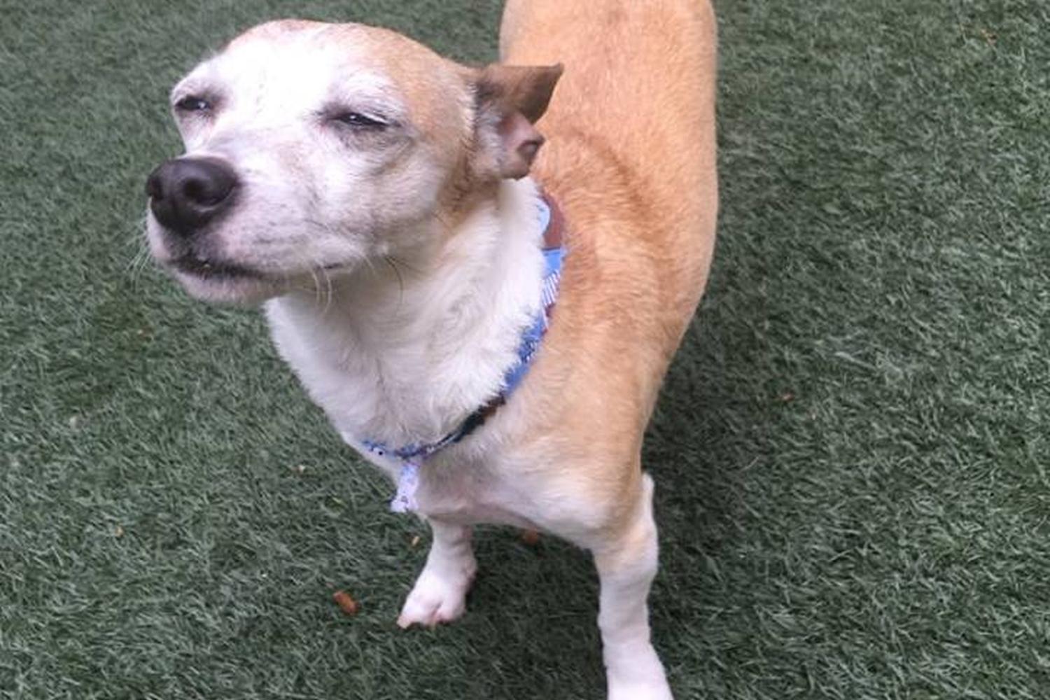 Bed and Biscuit Doggie Daycare and Boarding 0