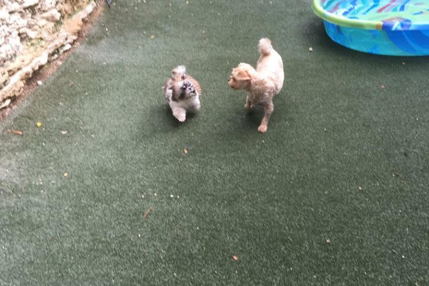 Bed and Biscuit Doggie Daycare and Boarding 3