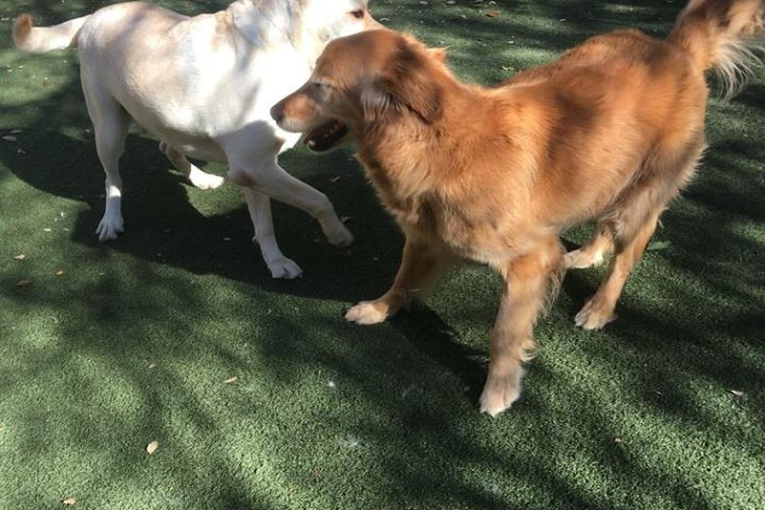 Bed and Biscuit Doggie Daycare and Boarding 4