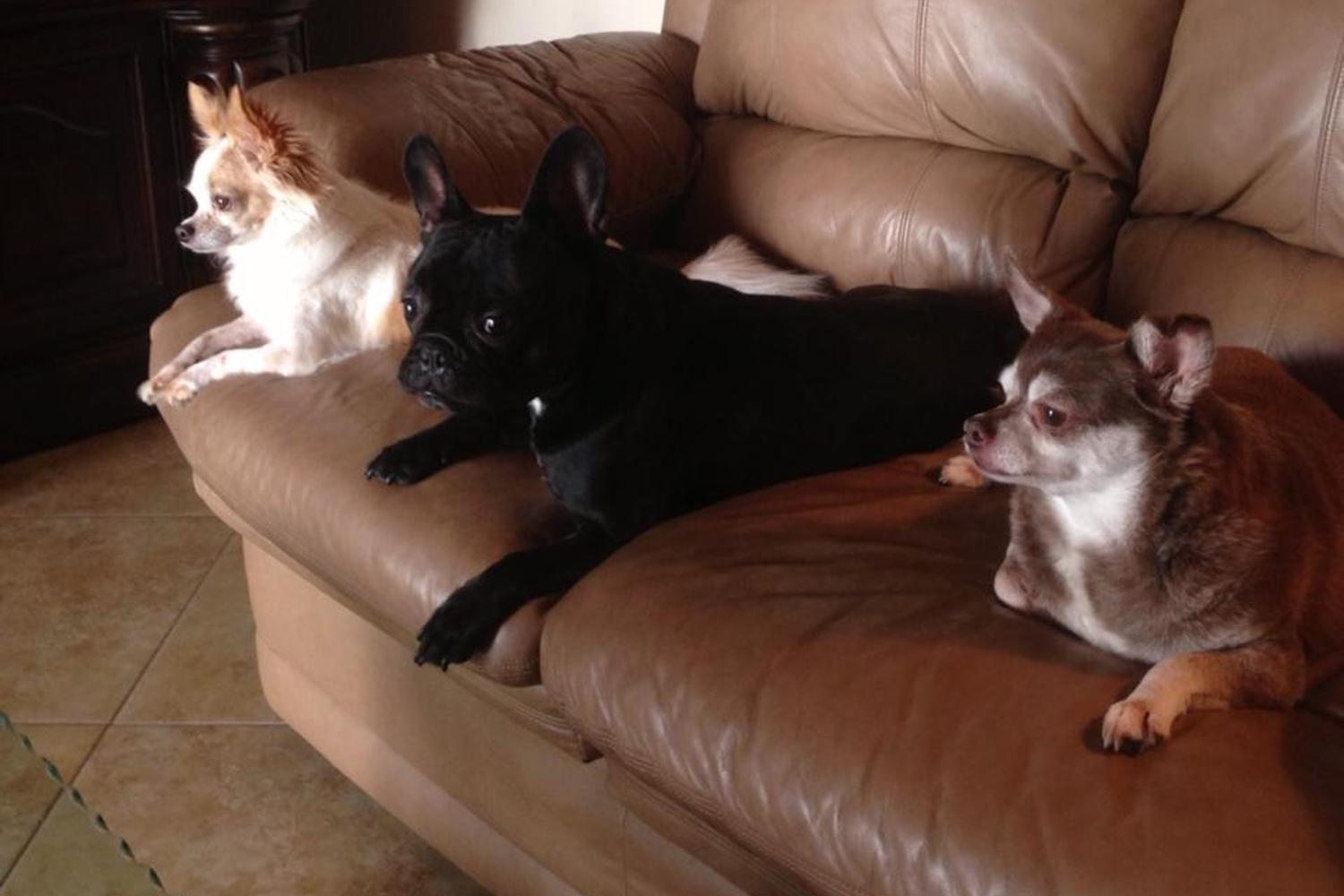 Royalty Pets 4