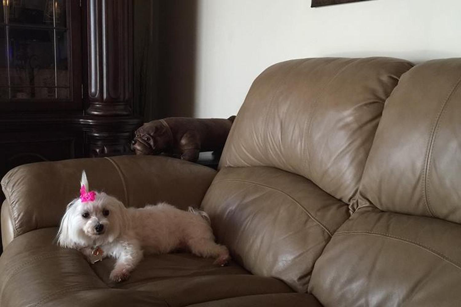 Royalty Pets 1