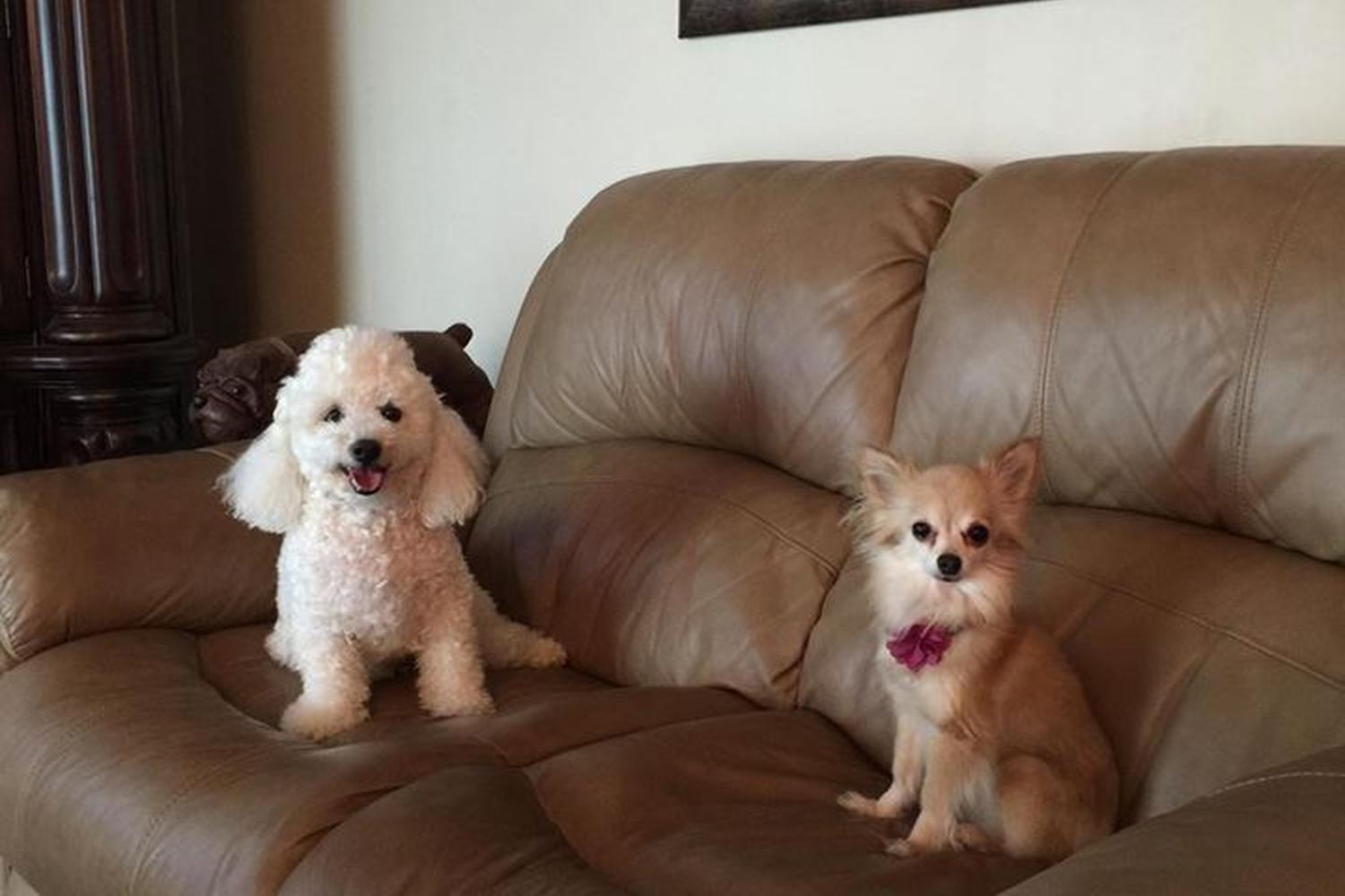 Royalty Pets 0