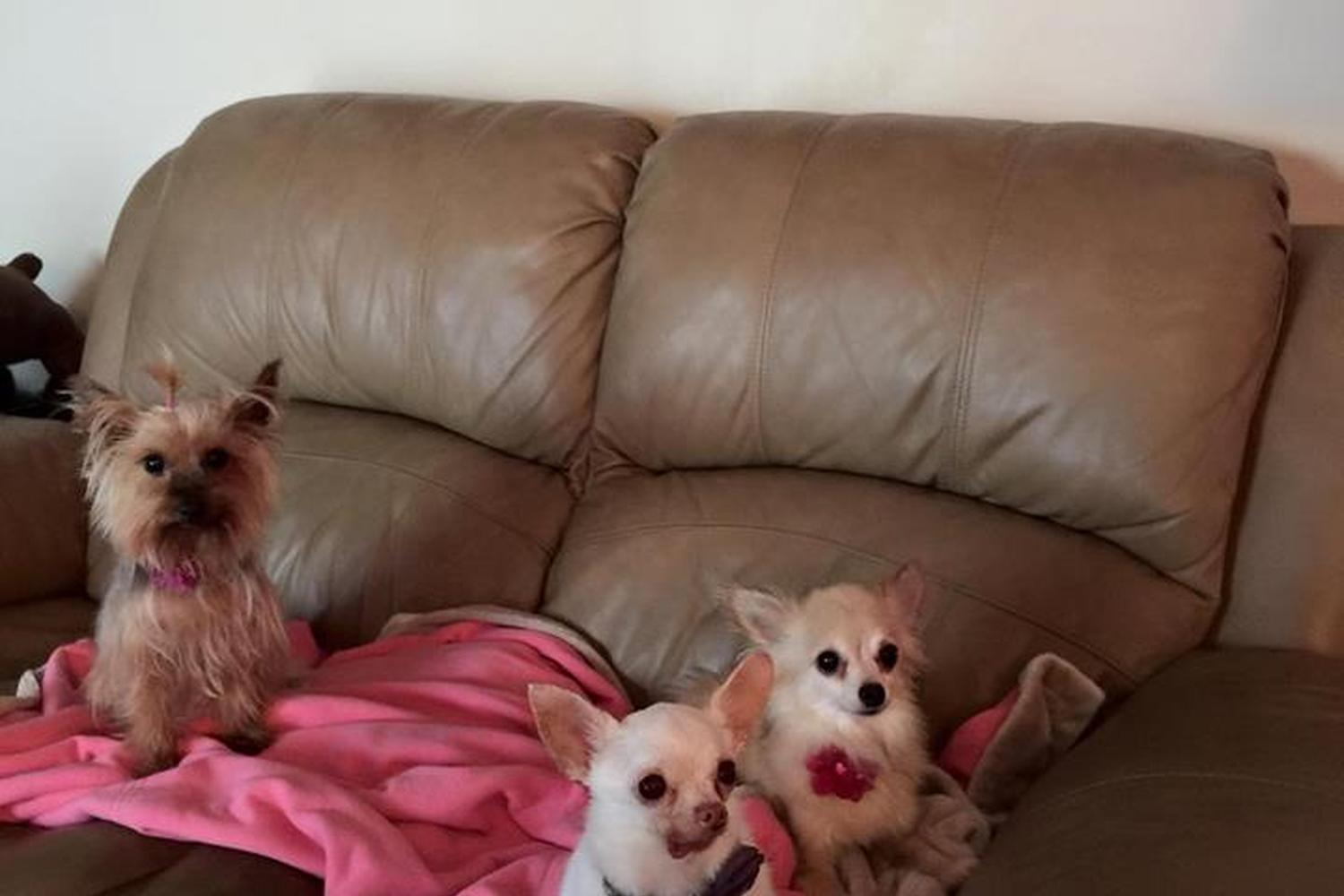 Royalty Pets 3