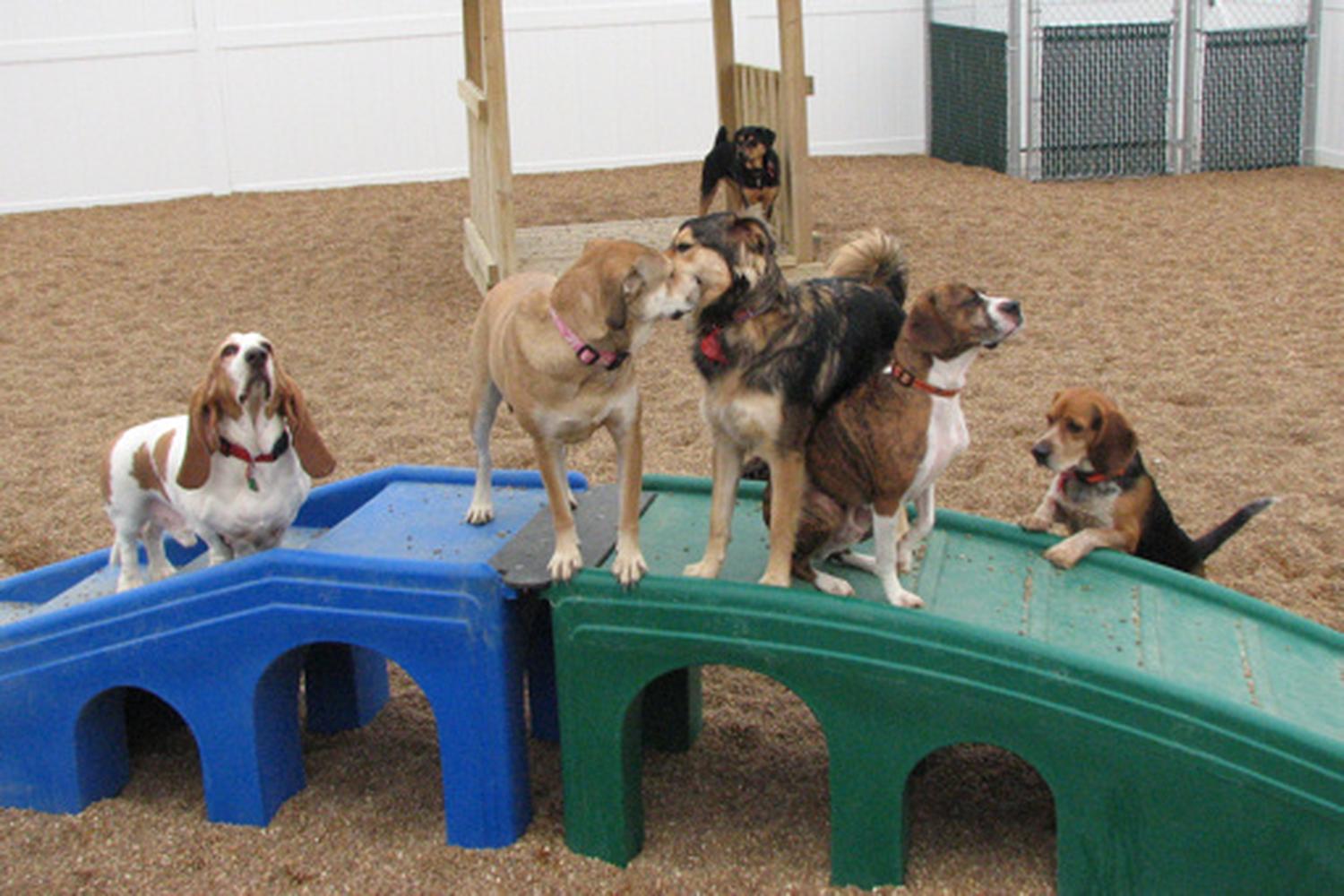Camp Bow Wow Swansea 3