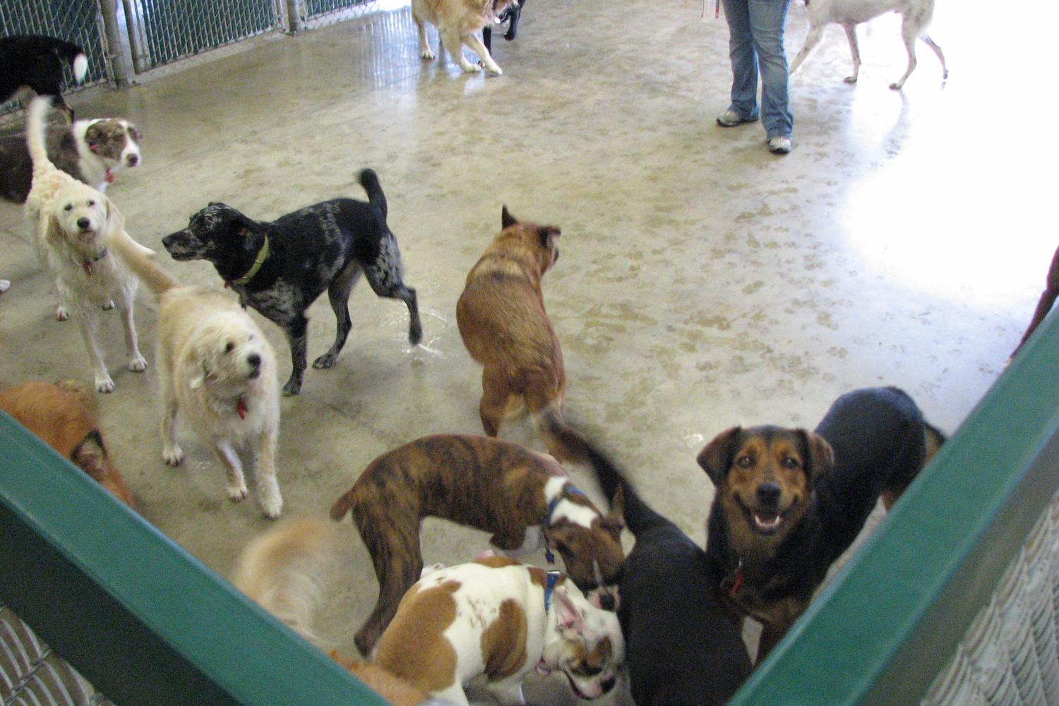 Camp Bow Wow Swansea 4